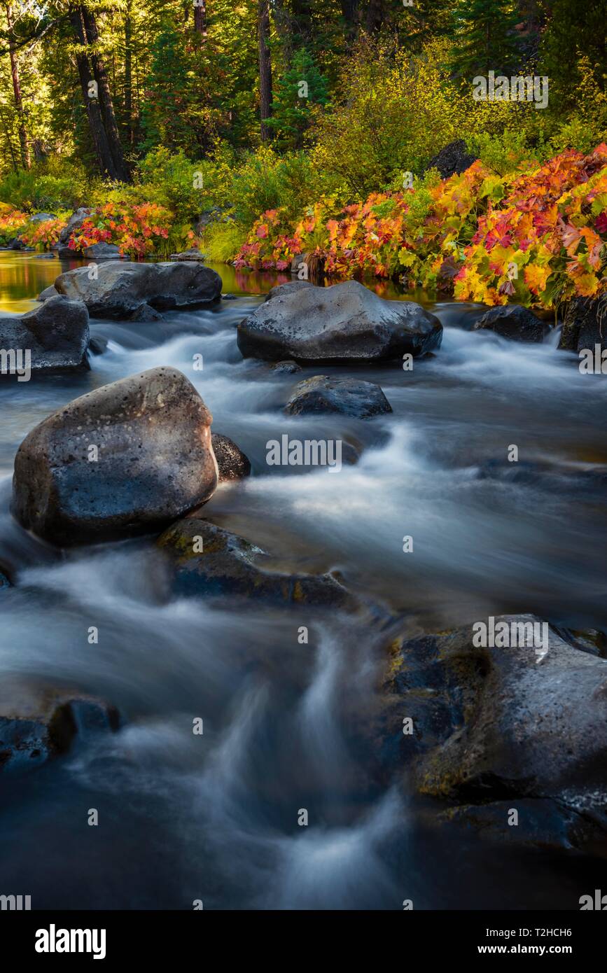 La végétation d'automne sur la rivière McCloud, feuilles colorées, photo à long terme, le comté de Siskiyou, California, USA Banque D'Images