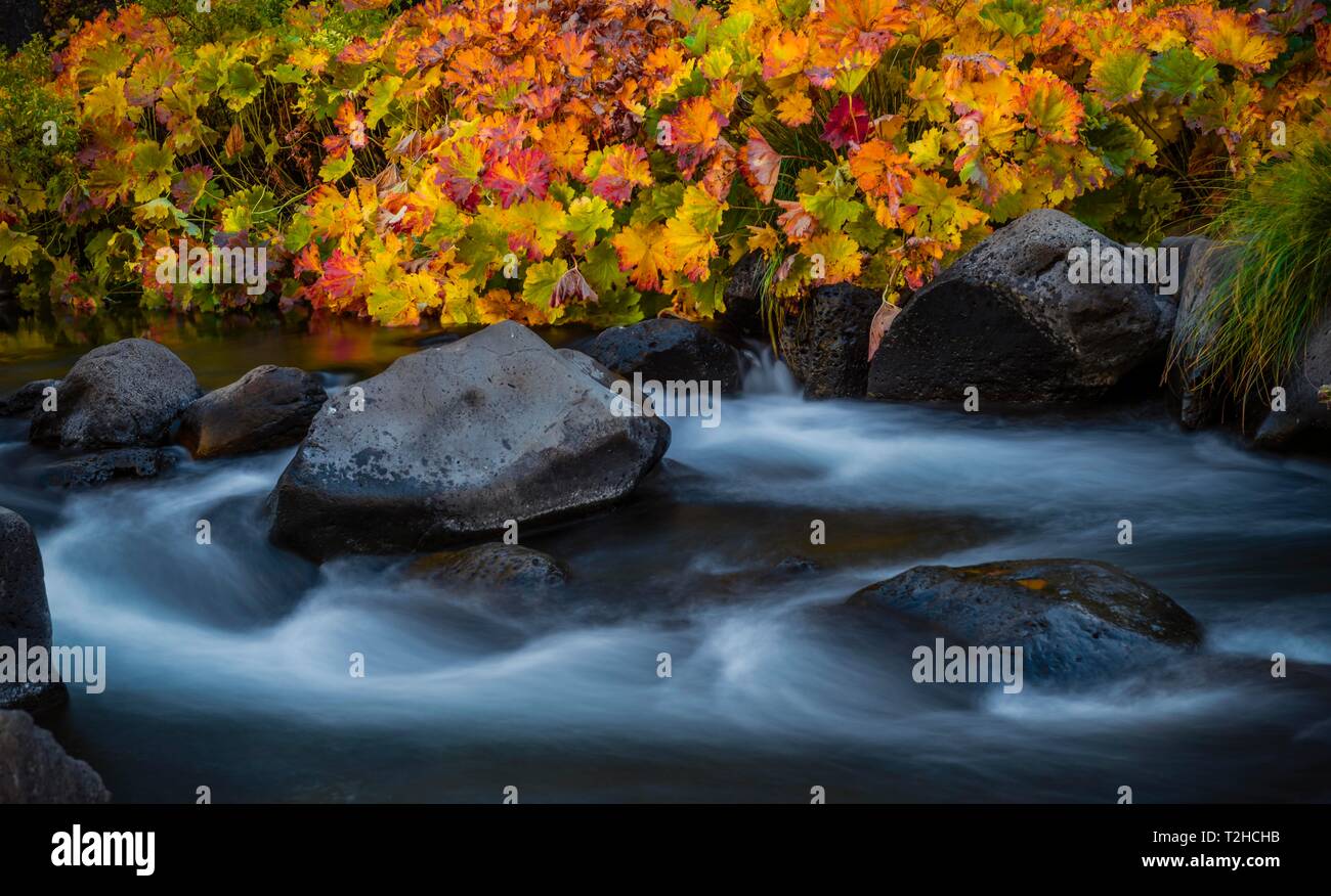La végétation d'automne sur la rivière McCloud, feuilles colorées, photo à long terme, le comté de Siskiyou, California, USA Banque D'Images