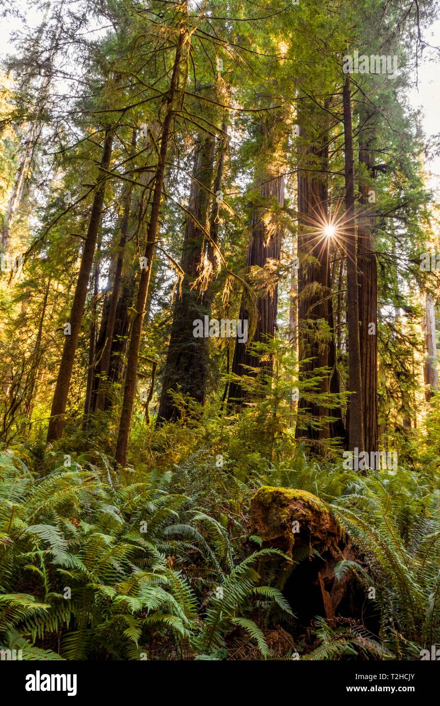 Séquoias côtiers (Sequoia sempervirens), sunbeam brille à travers la forêt de fougères, une végétation dense, Jedediah Smith Redwoods State Park Banque D'Images