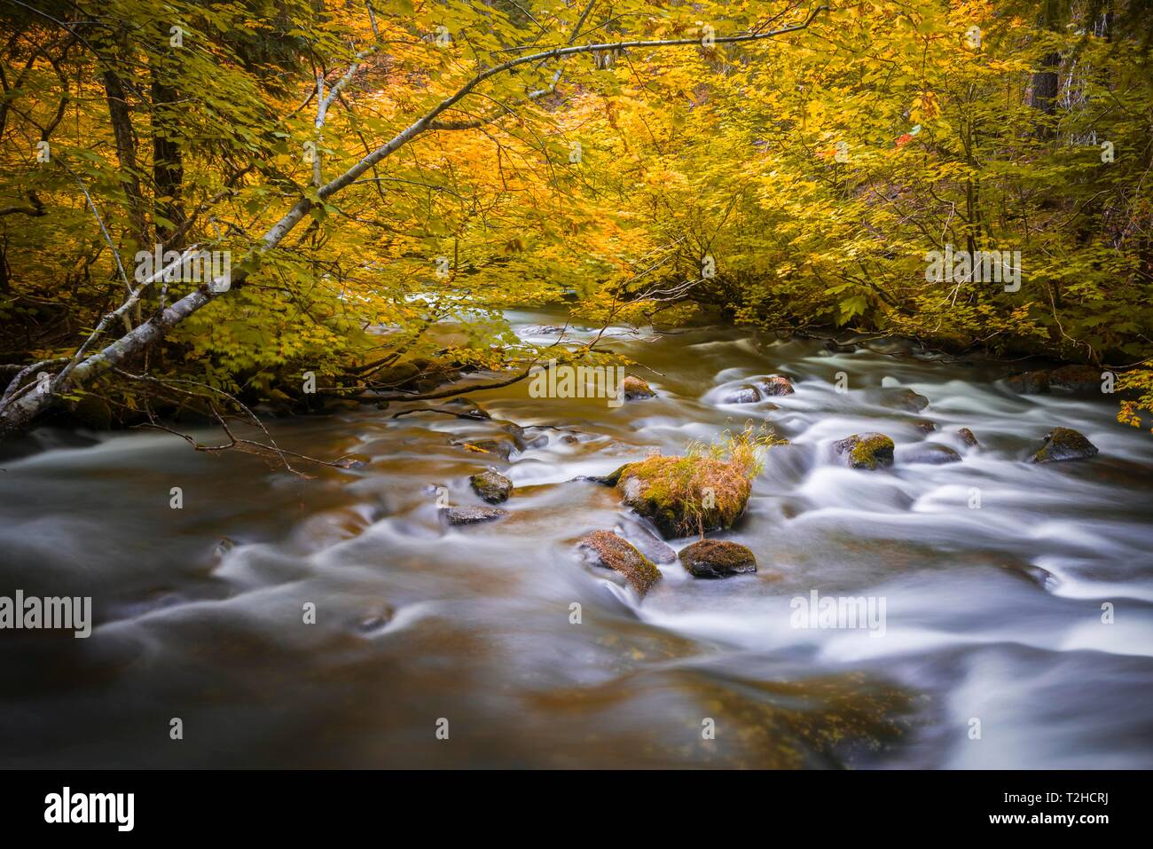 Des feuilles de couleur jaune, la végétation d'automne à la rivière Marion Creek, photo à long terme, Oregon, USA Banque D'Images