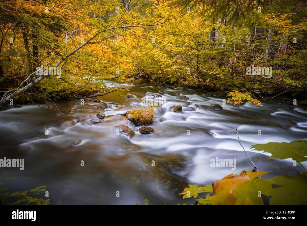Des feuilles de couleur jaune, la végétation d'automne à la rivière Marion Creek, photo à long terme, Oregon, USA Banque D'Images