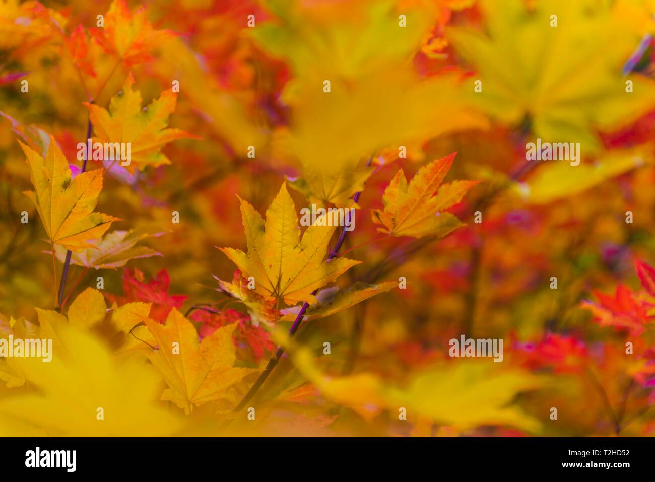 L'été indien, jaune, orange et rouge feuilles d'un érable (Acer), couleurs d'automne, de l'Oregon, USA Banque D'Images