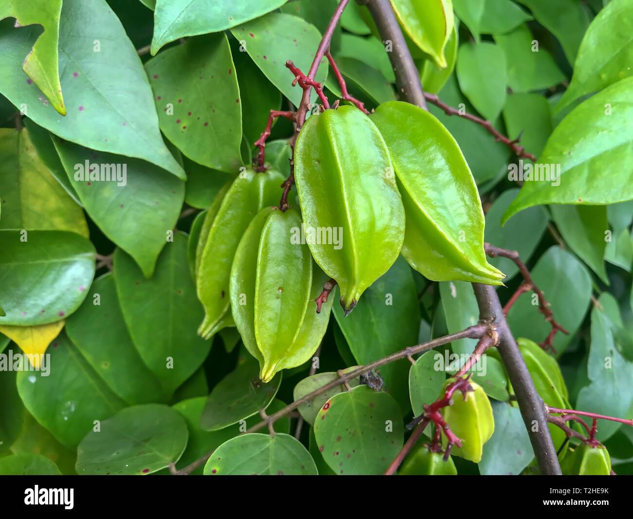 Carambole Averrhoa Carambola (arbre) sur la culture, à Zanzibar, Tanzanie Banque D'Images