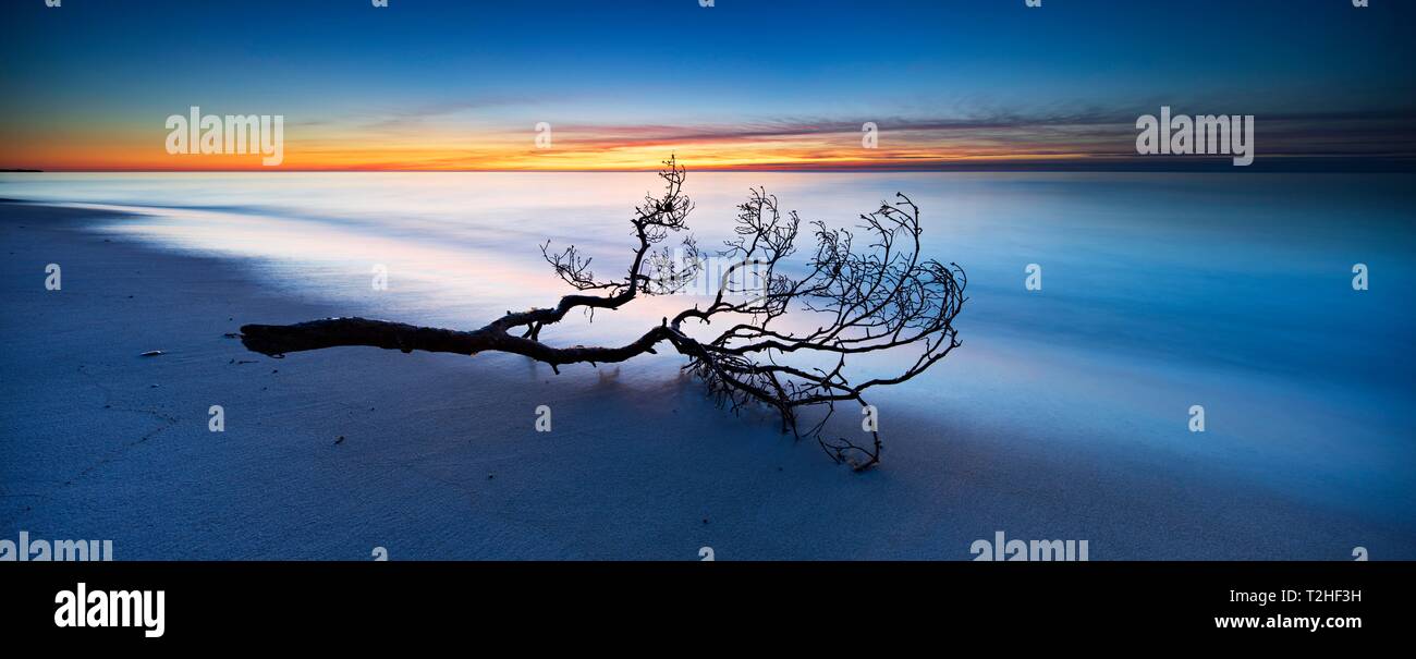 Panorama, la succursale de la plage de sable au coucher du soleil, de la mer Baltique, péninsule Fischland-Darss-Zingst, Poméranie occidentale Lagoon Salon National Park Banque D'Images
