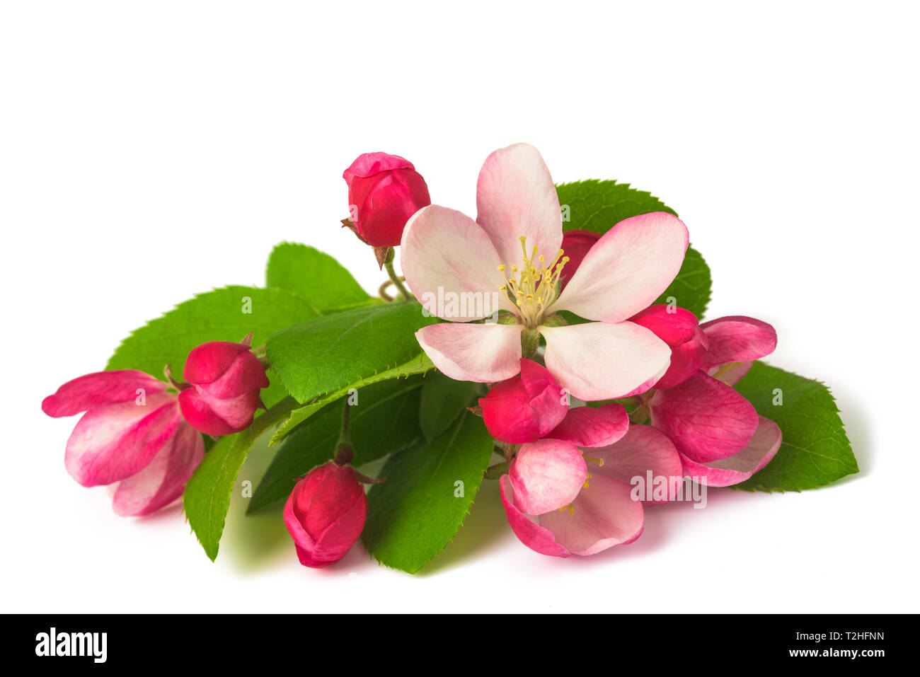 Les bourgeons de fleurs avec Apple isolé sur fond blanc Banque D'Images