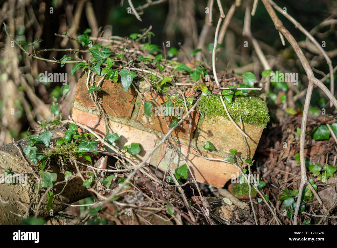 Brique dans la nature Banque D'Images