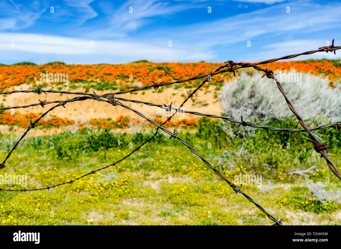 Vieux barbelés sur une ferme abandonnée dans l'Antelope Valley près de Lancaster California USA Banque D'Images