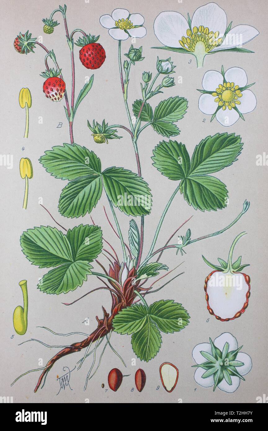 Le fraisier (Fragaria vesca), illustration historique de 1885, Allemagne Banque D'Images