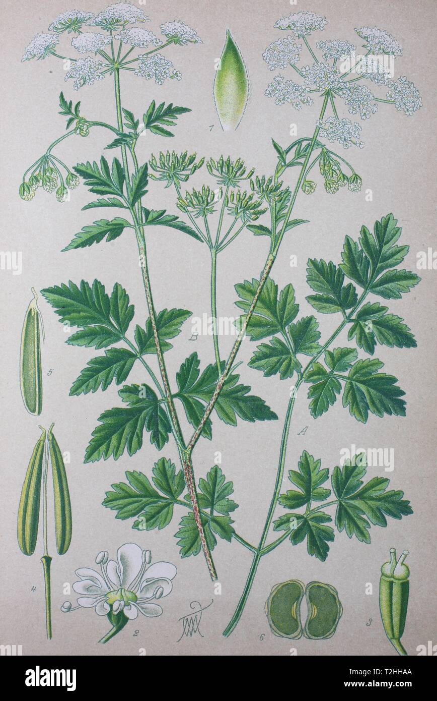 (Chaerophyllum temulum cerfeuil rugueux), illustration historique de 1885, Allemagne Banque D'Images