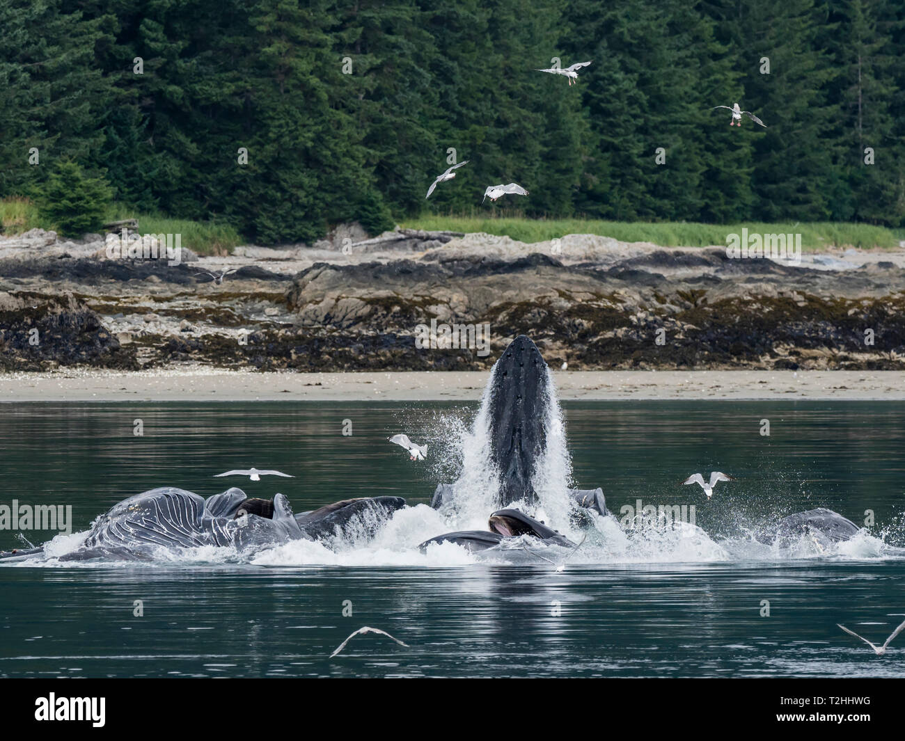 Les baleines à bosse, Megaptera novaeangliae, coopérative d'alimentation de filet à bulles dans le détroit de Chatham, Alaska, United States of America Banque D'Images