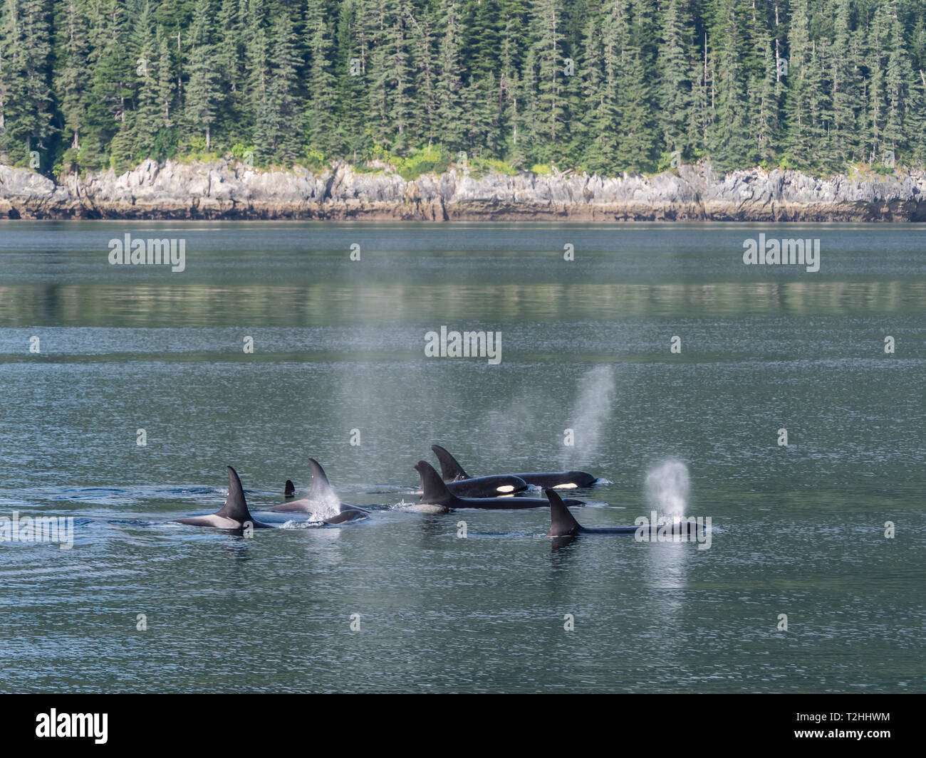 L'épaulard résident pod, Orcinus orca, surfaçage à Chatham Strait, sud-est de l'Alaska, États-Unis d'Amérique Banque D'Images