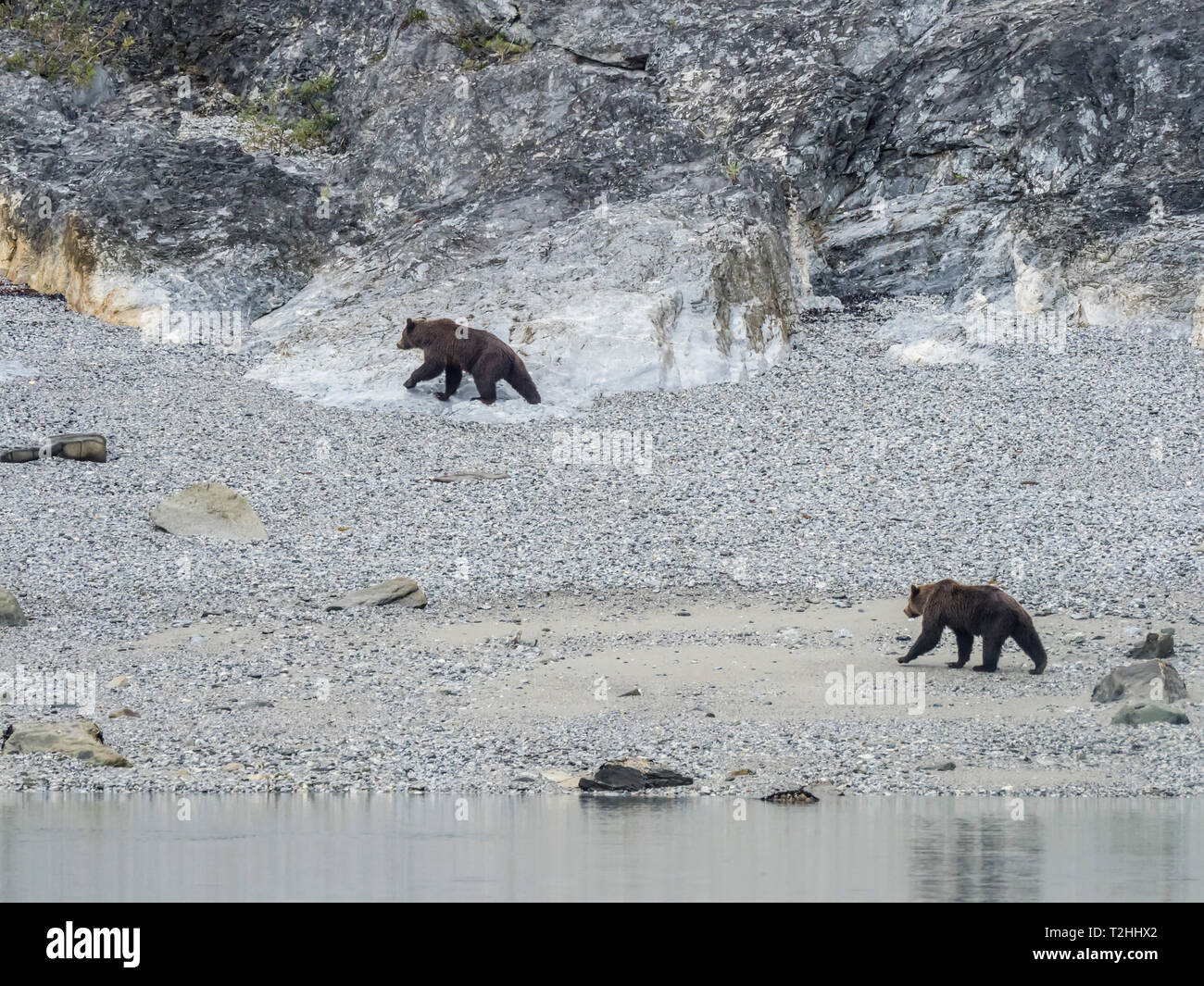 L'ours brun adultes, Ursus arctos, fouillant à marée basse à Glacier Bay National Park, au sud-est de l'Alaska, États-Unis d'Amérique Banque D'Images