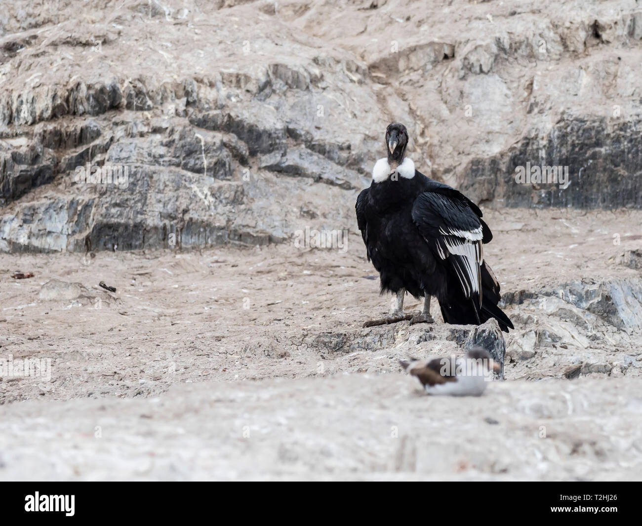 Une femelle adulte condor des Andes, Vultur gryphus, sur la petite île dans le canal de Beagle, Ushuaia, Argentine, Amérique du Sud Banque D'Images