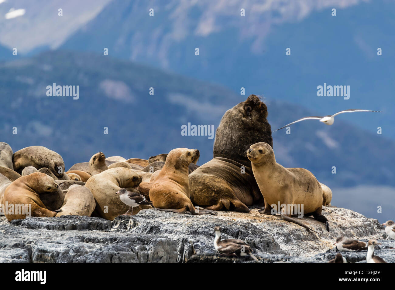 Les lions de mer d'Amérique du sud, Otaria flavescens, sur un petit îlot dans le canal de Beagle, Ushuaia, Argentine, Amérique du Sud Banque D'Images