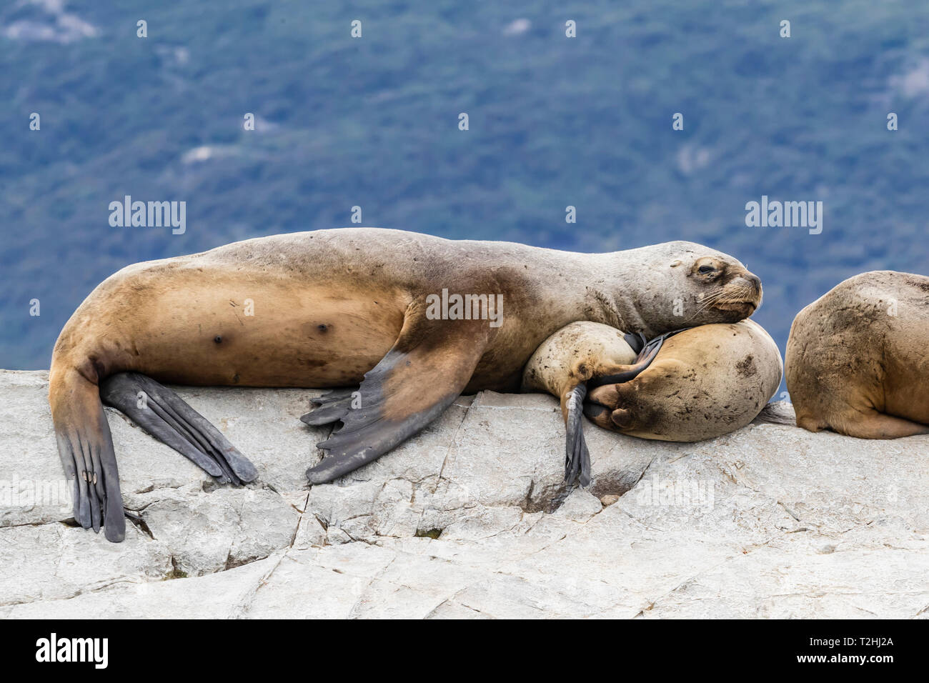 Les lions de mer d'Amérique du sud, Otaria flavescens, sur un petit îlot dans le canal de Beagle, Ushuaia, Argentine, Amérique du Sud Banque D'Images