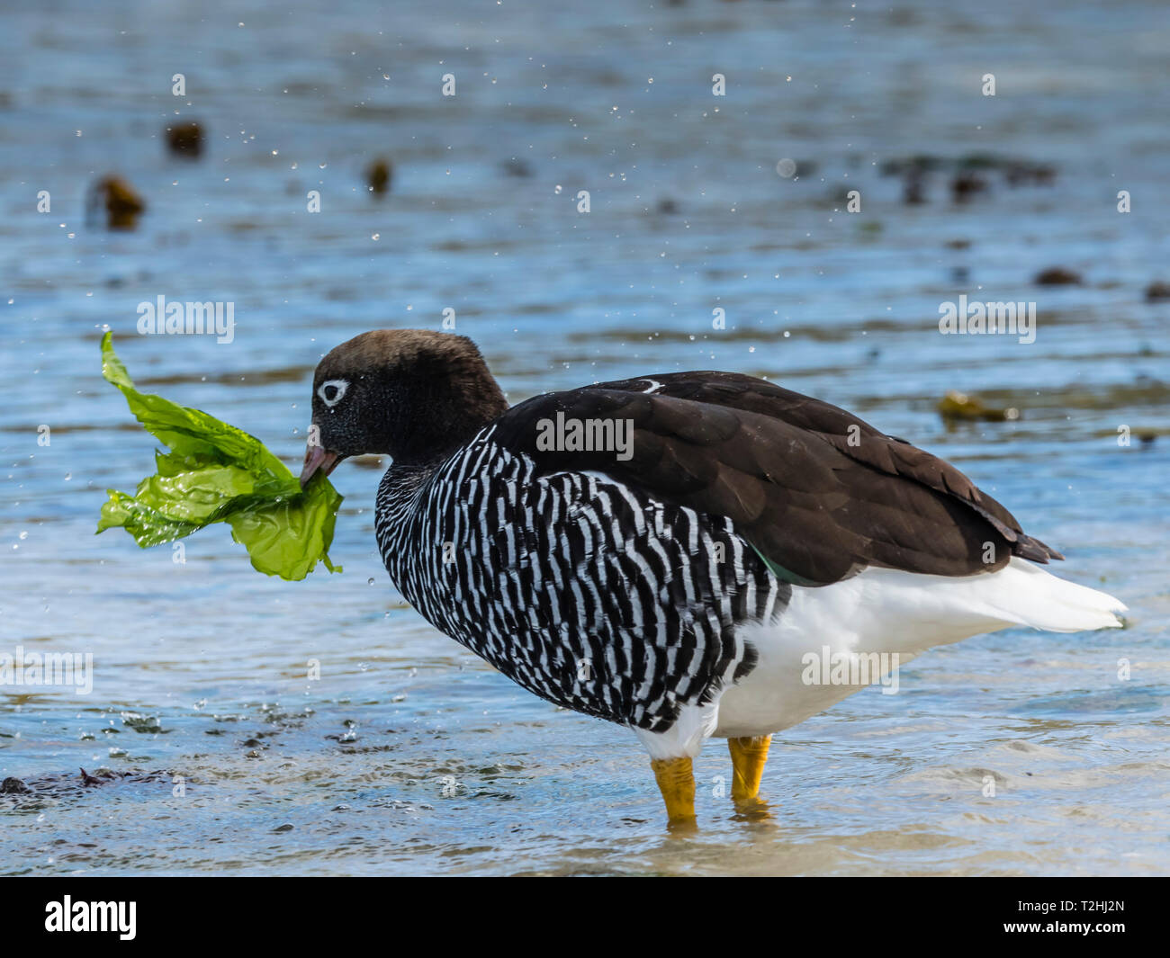 Varech femelles adultes d'oie, Chloephaga hybrida, se nourrissant d'algues à marée basse à West Point Island, Îles Falkland, Océan Atlantique Banque D'Images