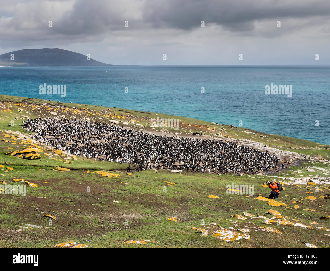 Le sud de gorfous sauteurs, Eudyptes chrysocome, avec le photographe sur l'Île Saunders, Îles Falkland, Océan Atlantique Banque D'Images
