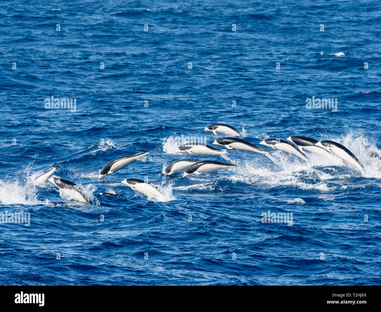 Une famille de dauphins, baleine australe Lissodelphis peronii, voyageant à grande vitesse, le sud de l'océan Atlantique. Banque D'Images