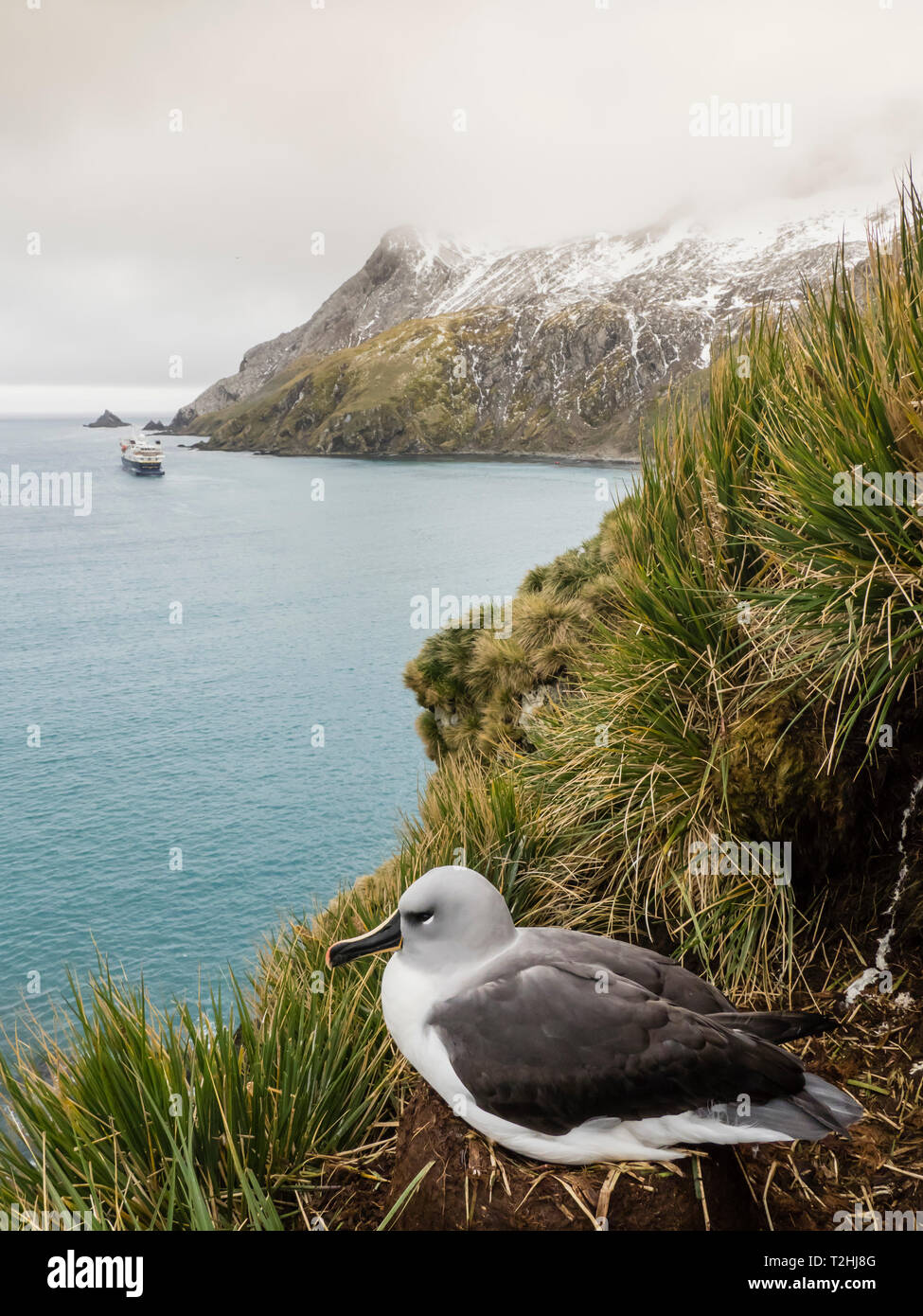 Des profils albatros à tête grise, Thalassarche chrysostoma, sur son nid sur l'herbe à tussock Elsehul, South Georgia Island, Océan Atlantique Banque D'Images