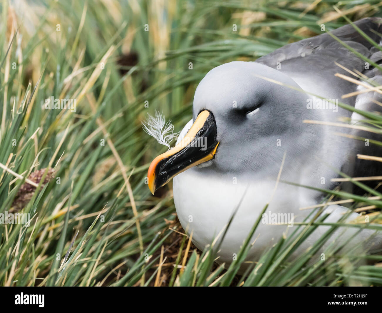 Des profils albatros à tête grise, Thalassarche chrysostoma, sur son nid sur l'herbe à tussock Elsehul, South Georgia Island, Océan Atlantique Banque D'Images