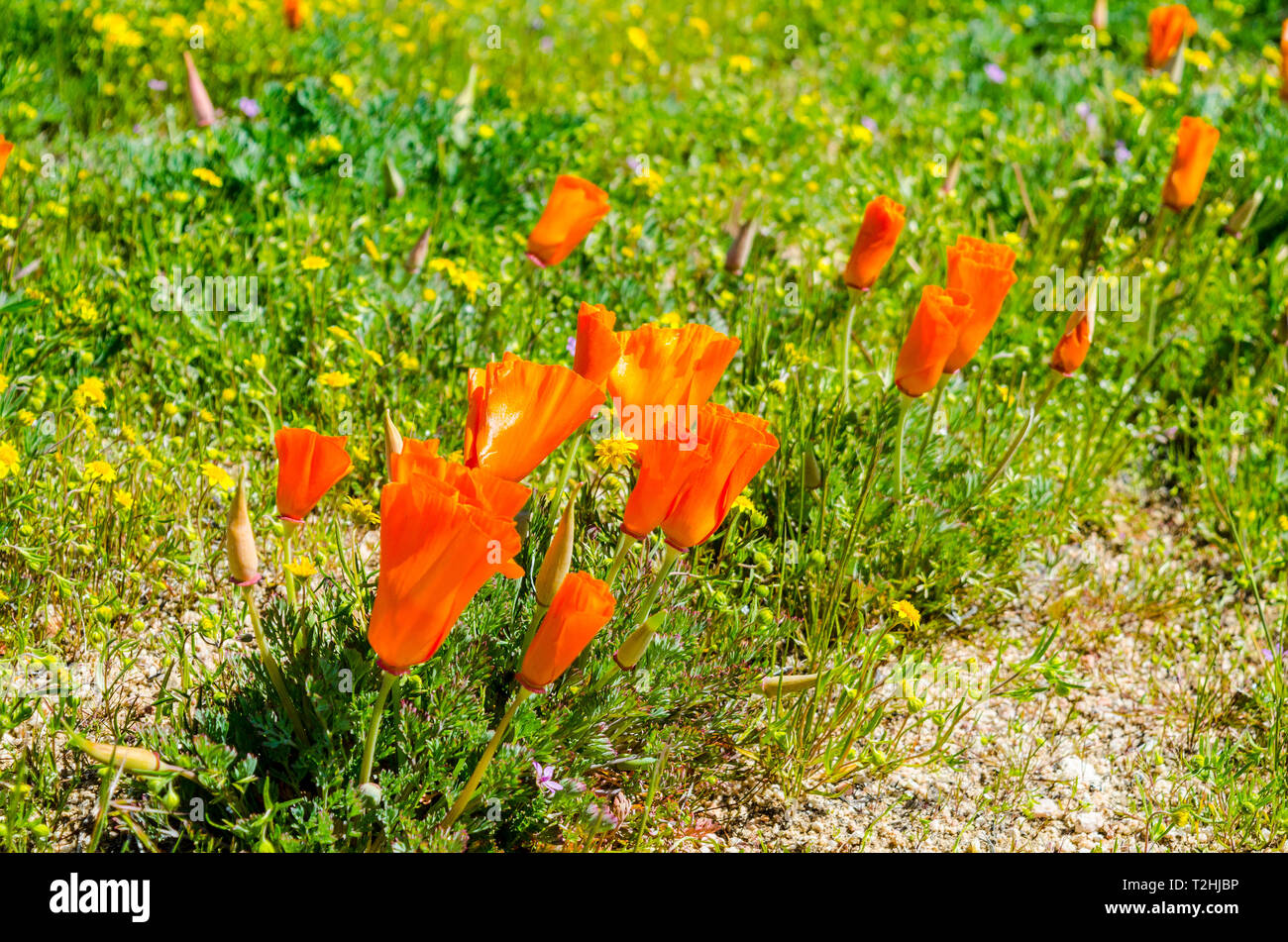 Les scènes dans les champs de pavot dans le haut désert de Californie USA près de Lancaster Banque D'Images