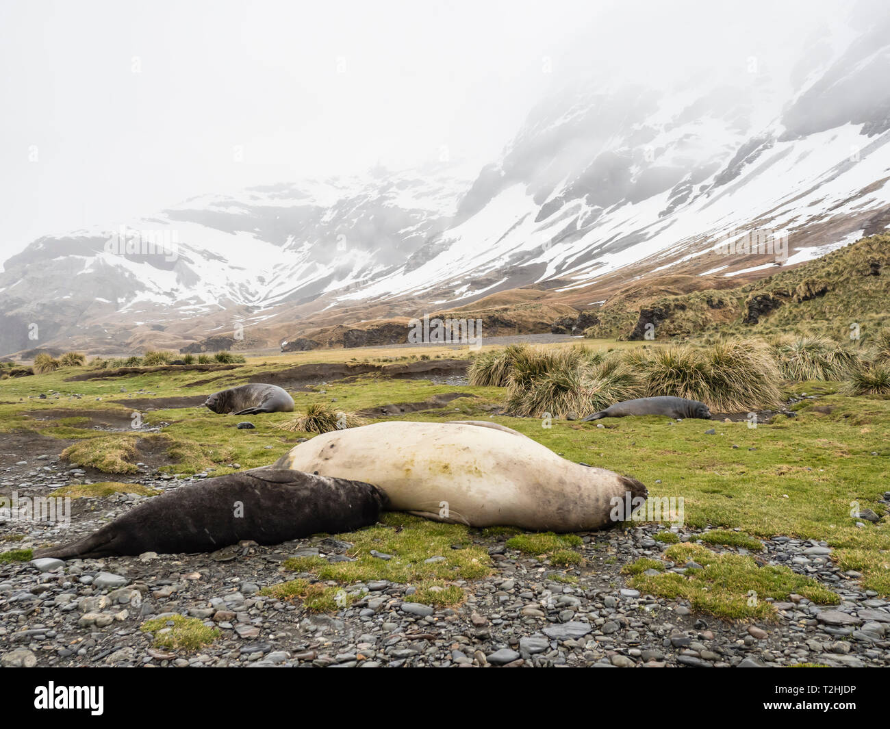 L'éléphant femelle seal, Mirounga leonina, soins infirmiers pup à Fortuna Bay, South Georgia Island, Océan Atlantique Banque D'Images