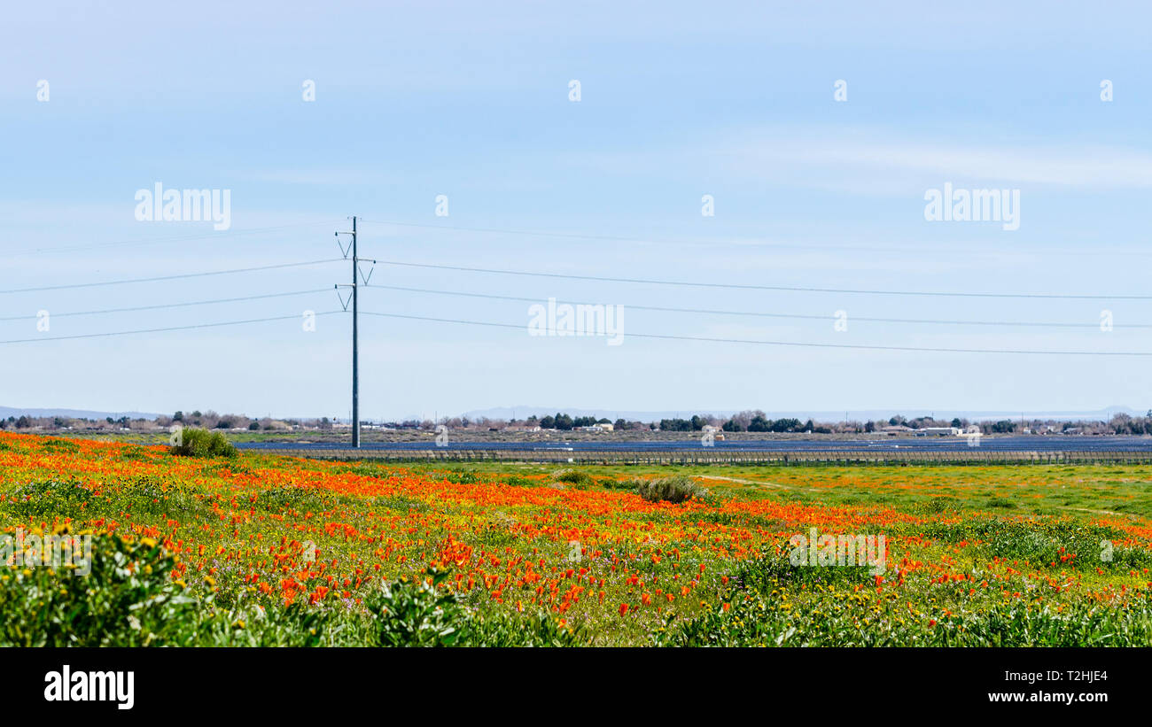 Anciens et nouveaux collecteurs solaires, Golden Poppies et le silicium des panneaux solaires dans le désert de Californie USA haut près de Lancaster Banque D'Images