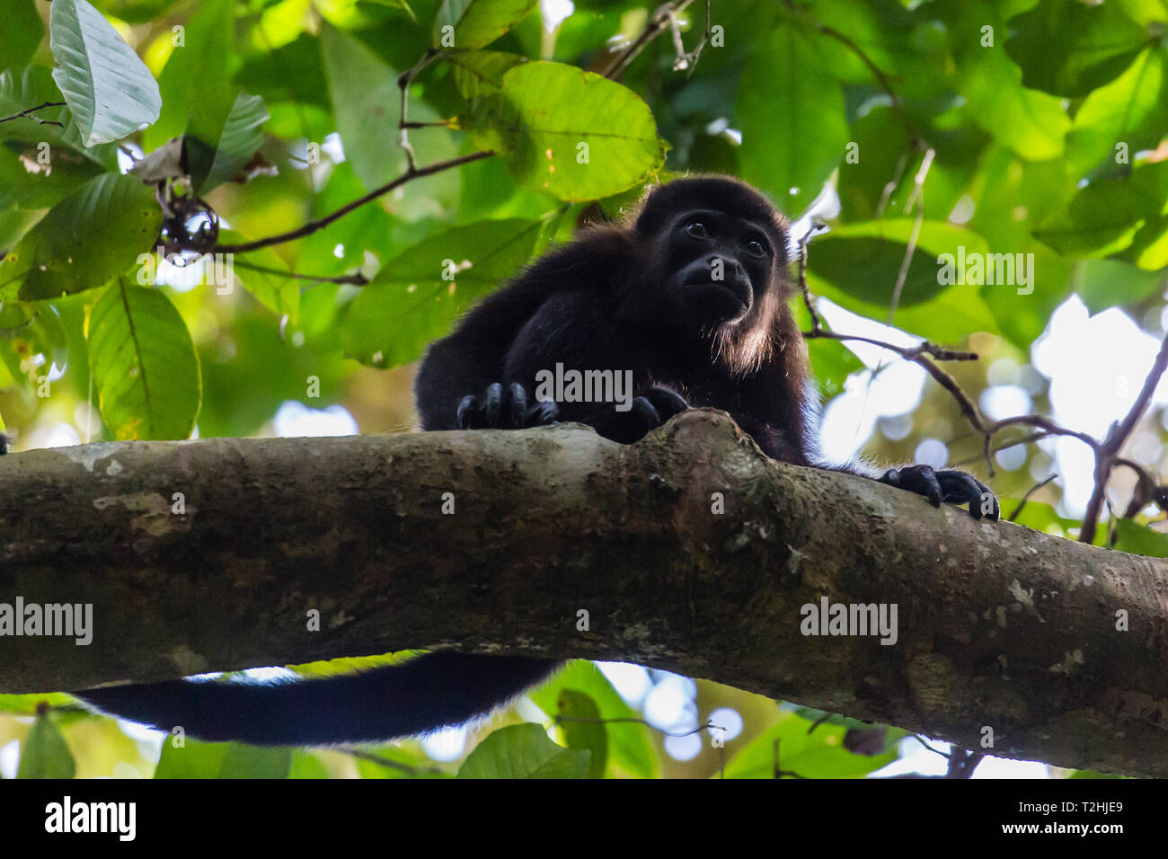 Un adulte fuligineux singe hurleur Alouatta palliata, dans la forêt de Caletas Réserver, péninsule d'Osa, au Costa Rica, Amérique Centrale Banque D'Images