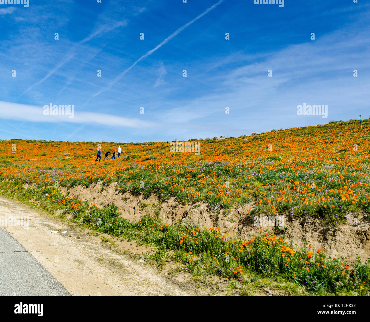Les scènes dans les champs de pavot dans le haut désert de Californie USA près de Lancaster Banque D'Images