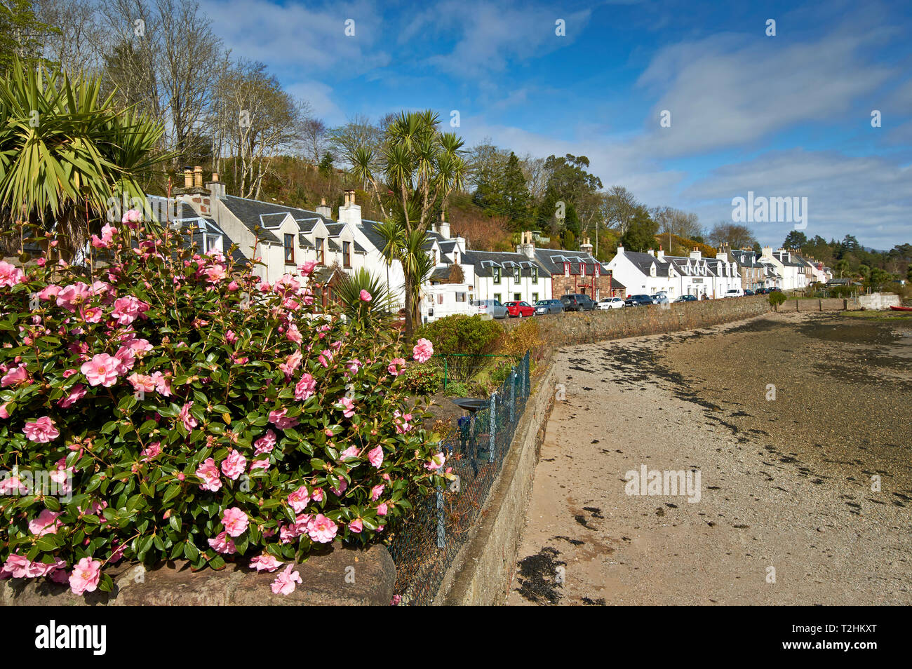 LOCH CARRON WESTER ROSS PLOCKTON PLOCKTON ECOSSE MAISONS ET fleurs de camélia ROSE Banque D'Images