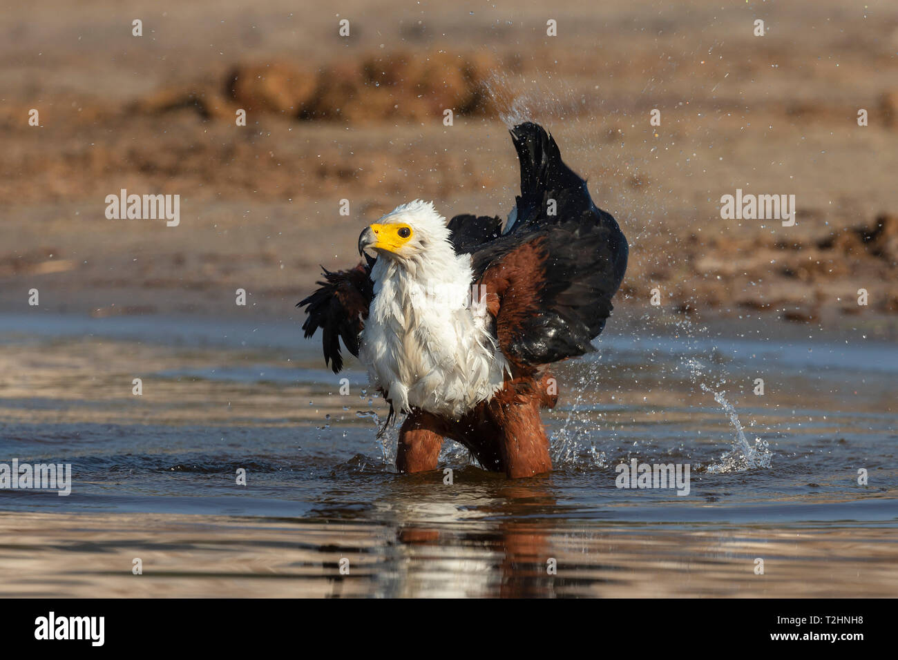 African fish eagle, Haliaeetus vocifer, baignade, rivière Chobe, au Botswana, Afrique du Sud Banque D'Images
