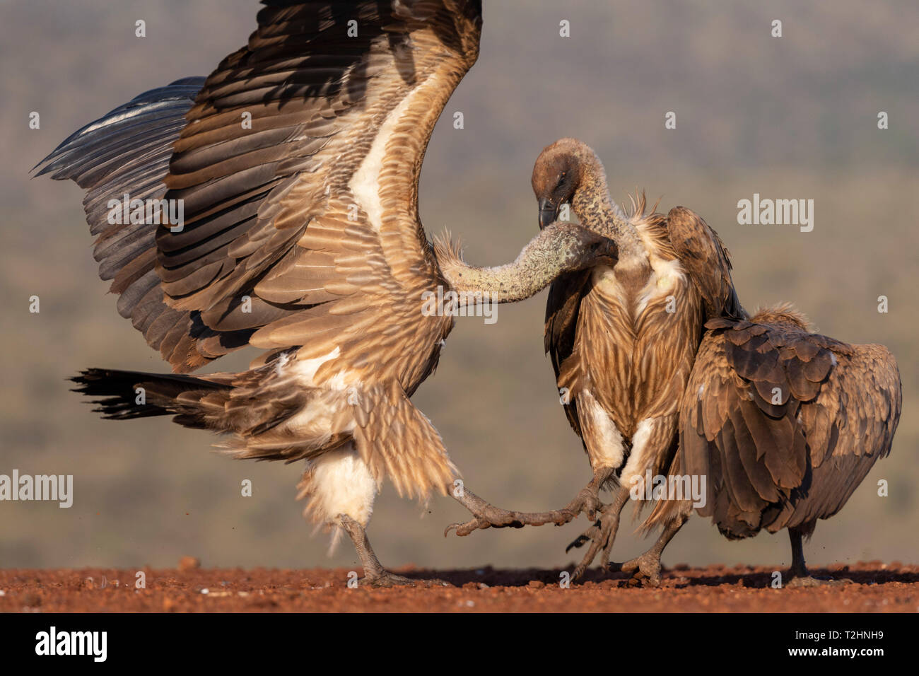 White soutenu les vautours, Gyps africanus, dans l'affrontement, Zimanga Private Game Reserve, KwaZulu-Natal, Afrique du Sud Banque D'Images