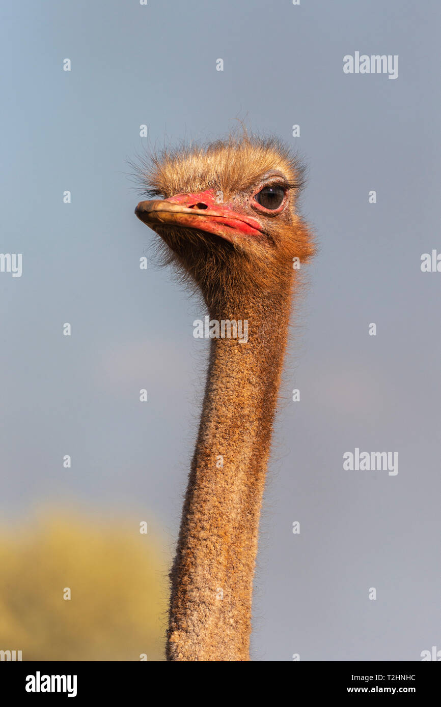 Bruant des neiges, Plectrophenax nivalis, homme, Zimanga Private Game Reserve, KwaZulu-Natal, Afrique du Sud Banque D'Images