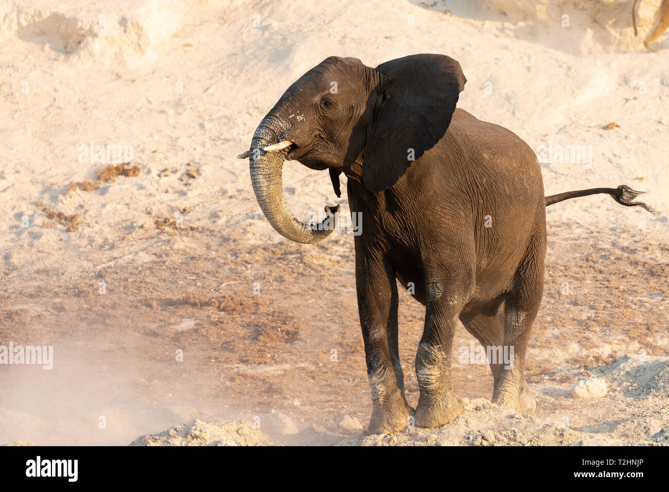 L'éléphant d'Afrique, Loxodonta africana, rivière Chobe, au Botswana, Afrique du Sud Banque D'Images