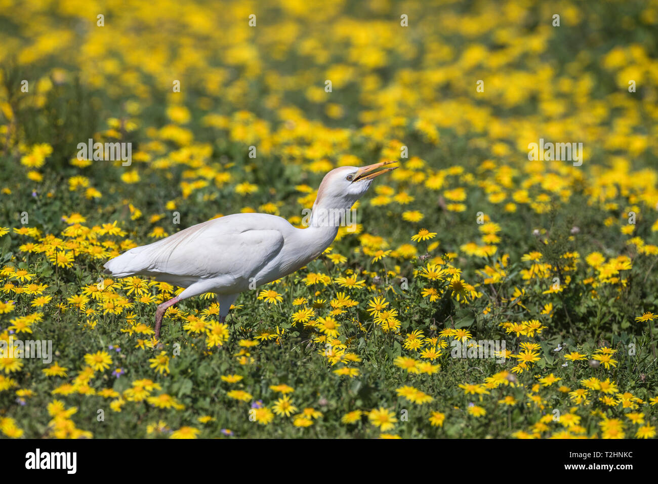 Western Cattle egret, Bubulcus ibis, parmi les fleurs du printemps, l'Addo Elephant National Park, Eastern Cape, Afrique du Sud Banque D'Images