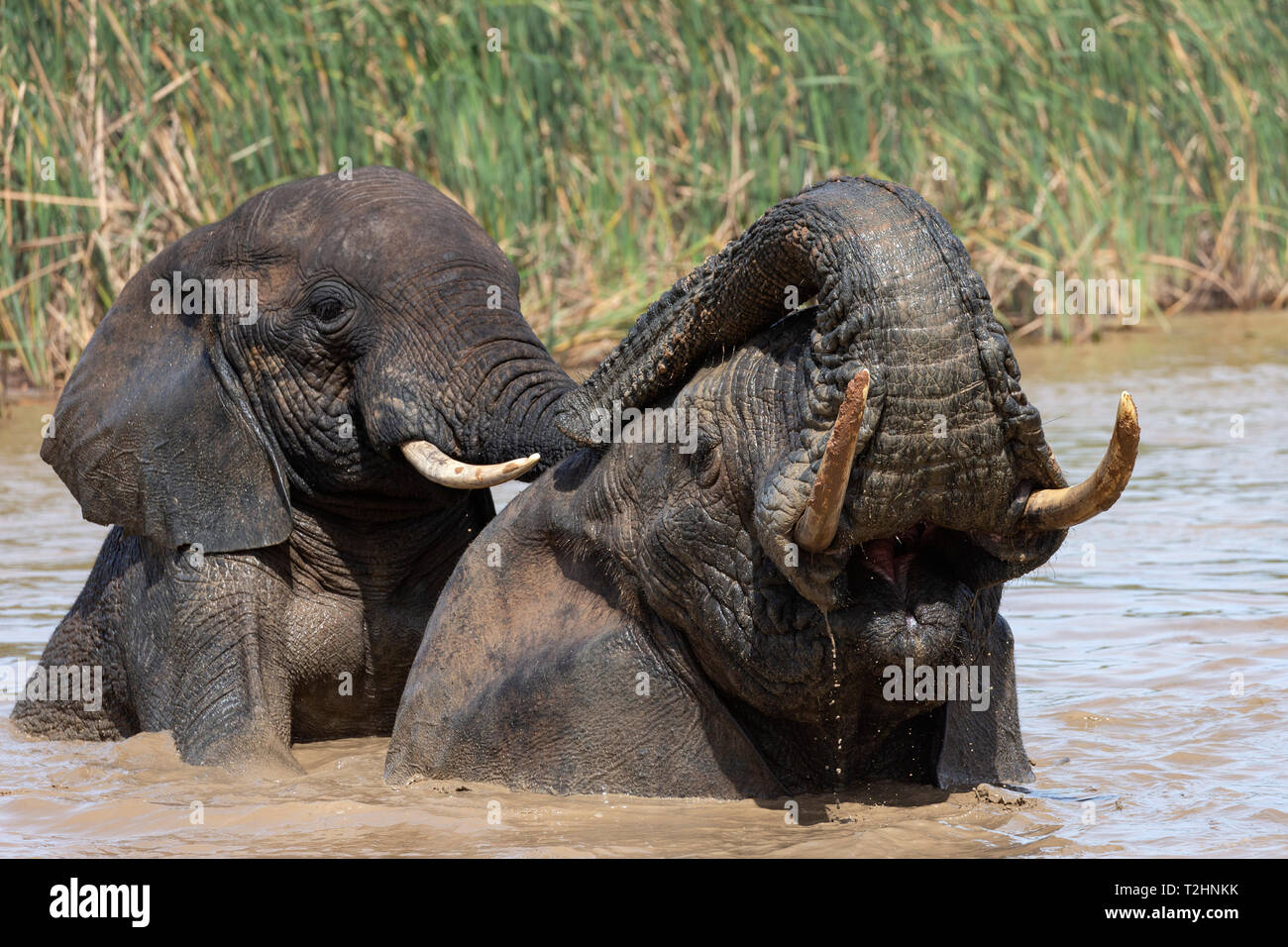 Les éléphants d'Afrique, Loxodonta africana, baignade, Addo Elephant National Park, Eastern Cape, Afrique du Sud Banque D'Images