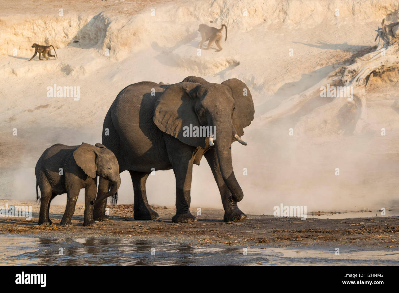 Les éléphants d'Afrique, Loxodonta africana, rivière Chobe, au Botswana, Afrique du Sud Banque D'Images
