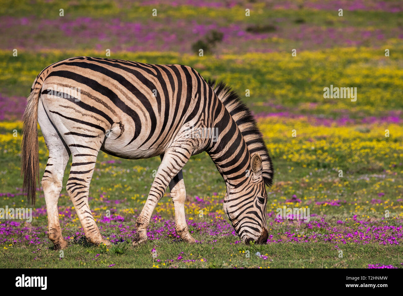 Zèbre des plaines, Equus quagga, le pâturage de fleurs de printemps, Addo Elephant National Park, Eastern Cape, Afrique du Sud Banque D'Images