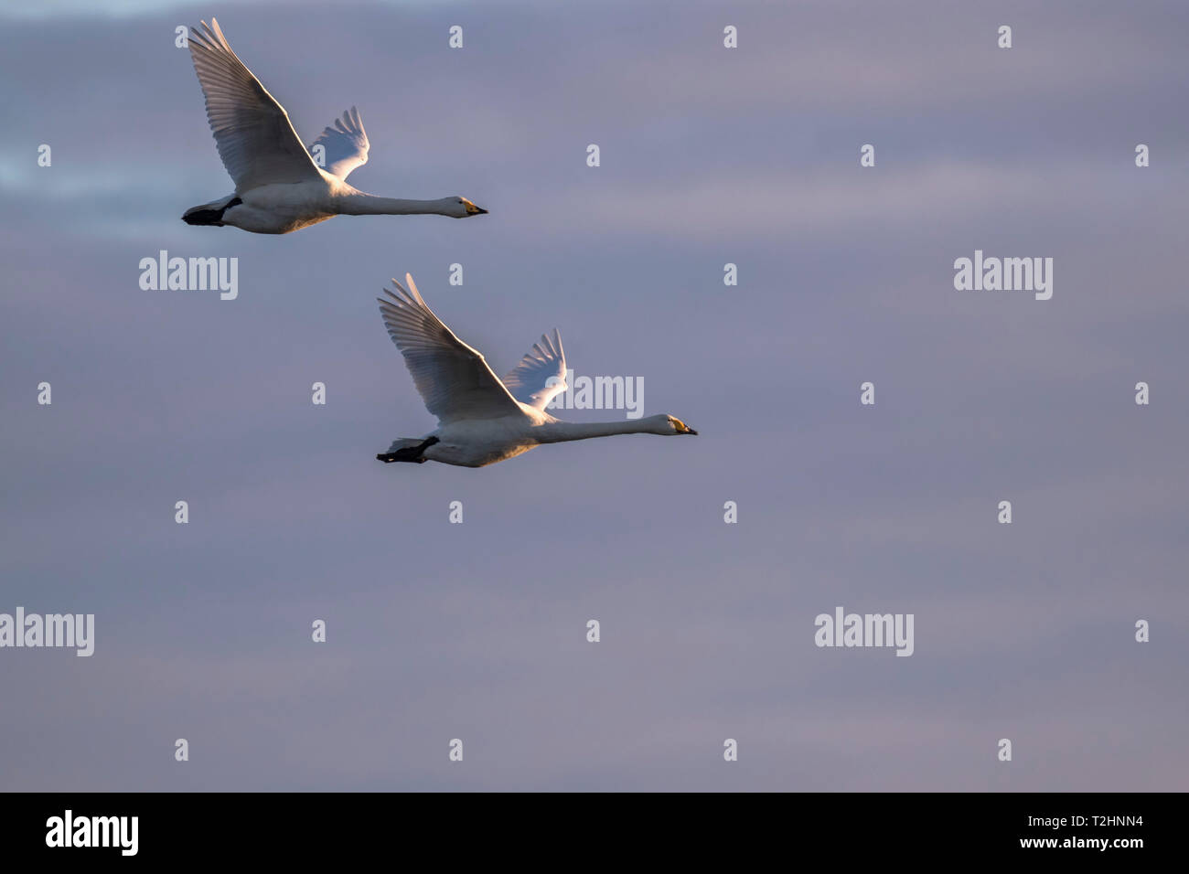 Les cygnes chanteurs, Cygnus cygnus, en vol, WWT Caerlaverock réserver, Dumfries et Galloway, Écosse, Royaume-Uni, Europe Banque D'Images