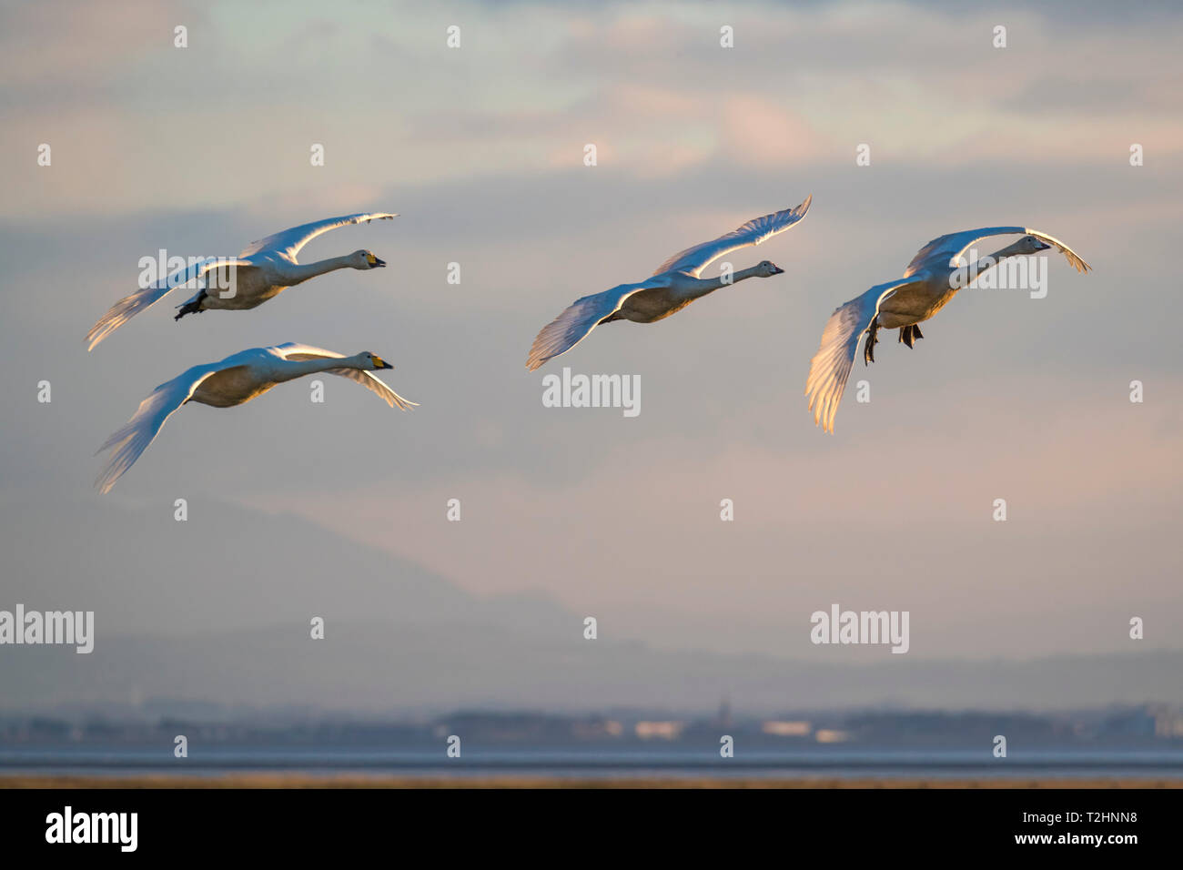 Les cygnes chanteurs, Cygnus cygnus, en vol, WWT Caerlaverock réserver, Dumfries et Galloway, Écosse, Royaume-Uni, Europe Banque D'Images