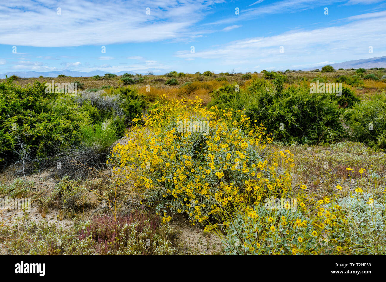 Brittlebrush (Encelia farinosa) au lac Salton California USA Banque D'Images