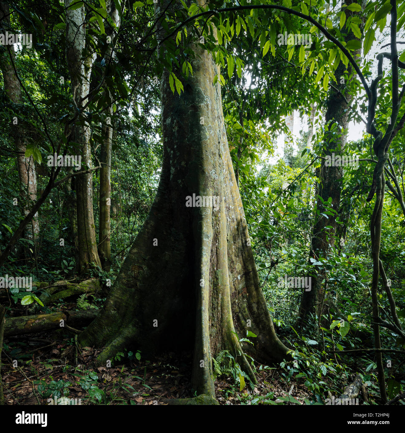 Kapokier, Ceiba pentandra, dans la forêt tropicale du Parc national de Kakum, au Ghana, l'Afrique Banque D'Images