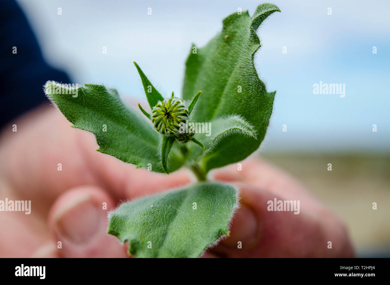 Salton Sea California USA Banque D'Images