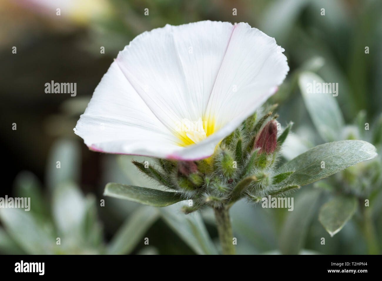 Convolvulus cneorum liseron, arbustive, silverbush, fleur blanche. United  Kingdom Photo Stock - Alamy
