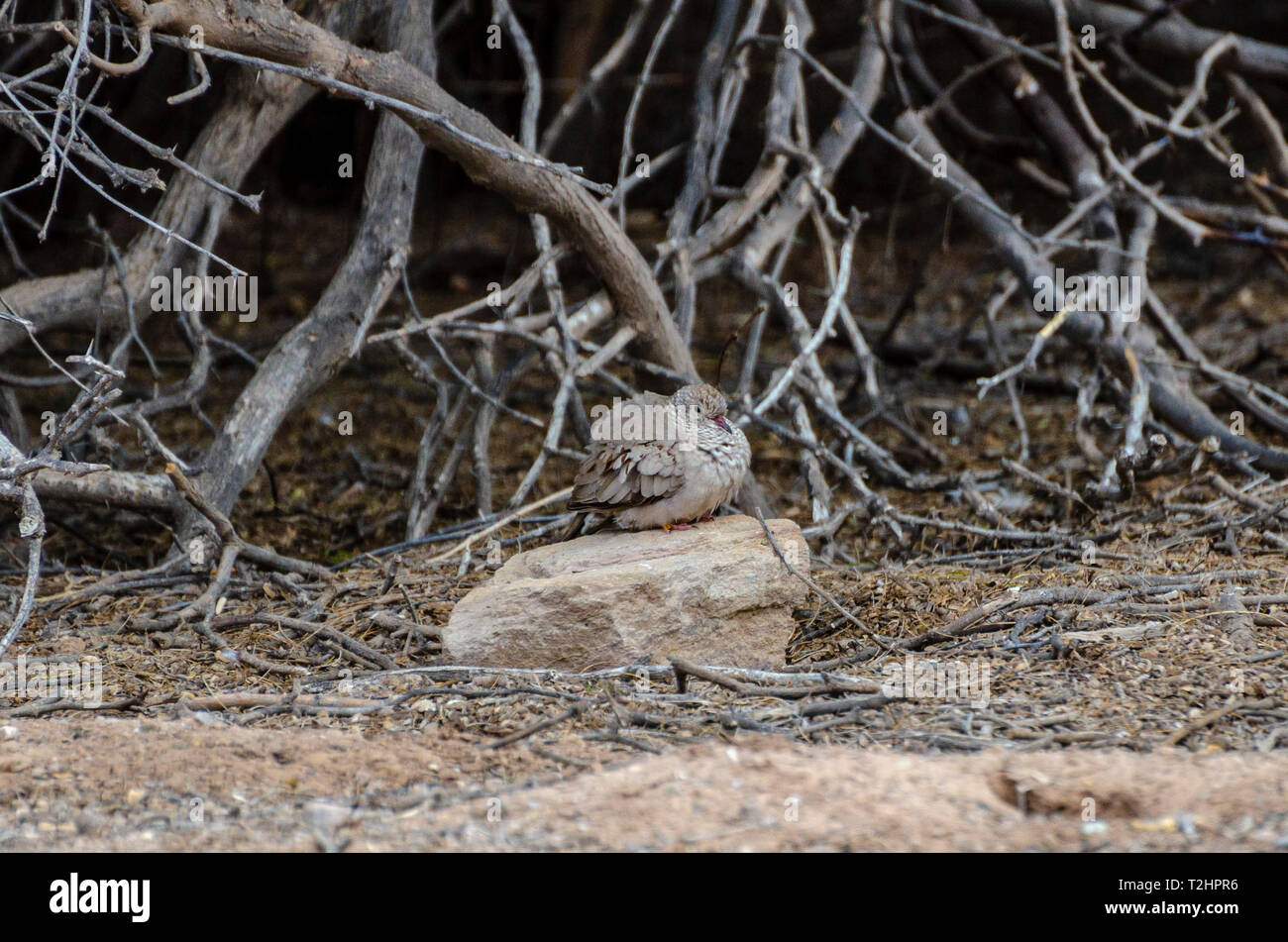 Salton Sea California USA Banque D'Images