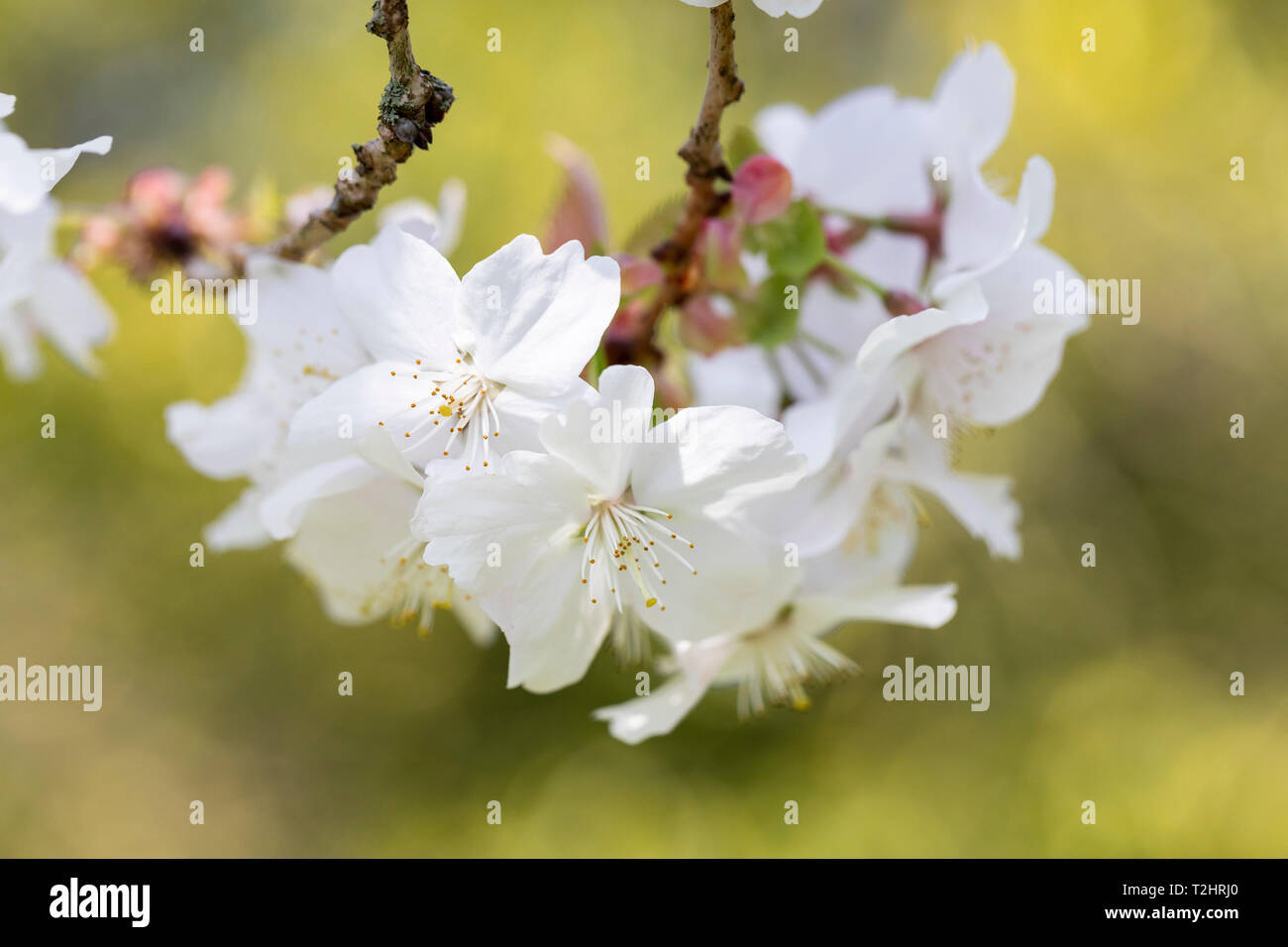 Gros plan sur la floraison des cerisiers Prunus Subhirtella au printemps, Angleterre, Royaume-Uni Banque D'Images