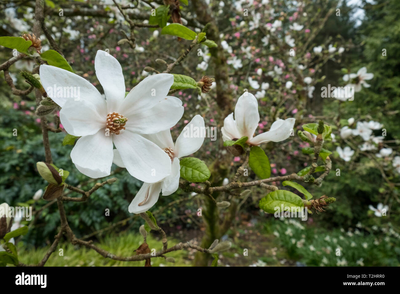 Star Magnolia, Magnolia stellata, fleurs blanches au printemps, England, UK Banque D'Images