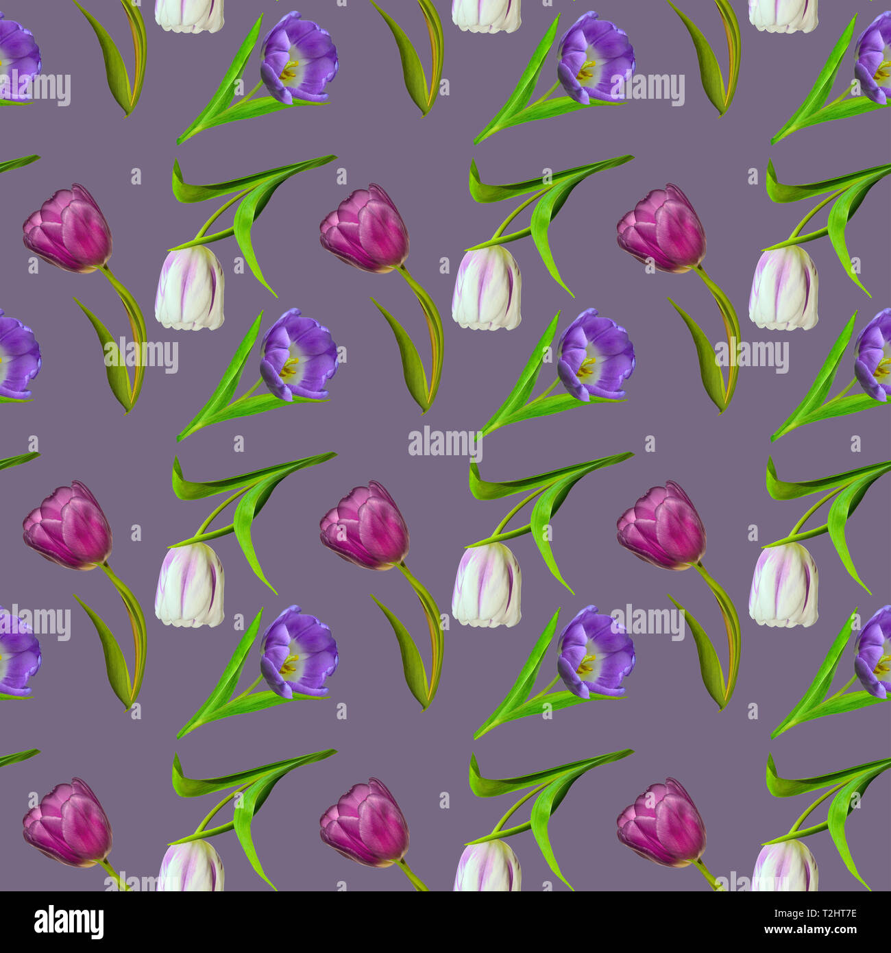 Transparente avec motif floral rose, violet et blanc tulipes sur fond violet. Printemps ou été design. Trandy motif botanique naturel pour textile Banque D'Images