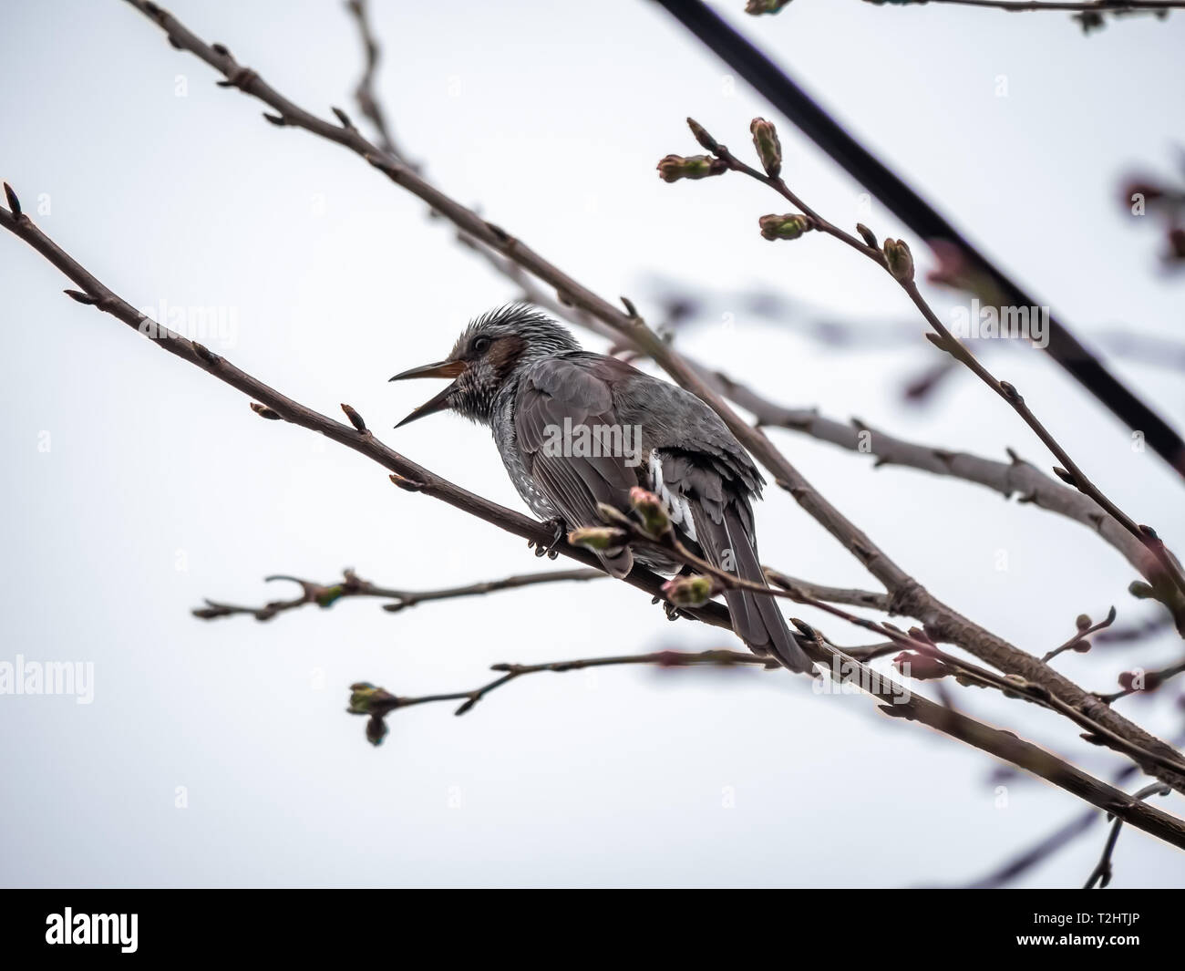 Un Japonais brown-eared bulbul songbird dans un arbre de sakura. Ces oiseaux communs sont indigènes au Japon et dans certains domaines sont considérés comme nuisibles car ils peuvent dam Banque D'Images