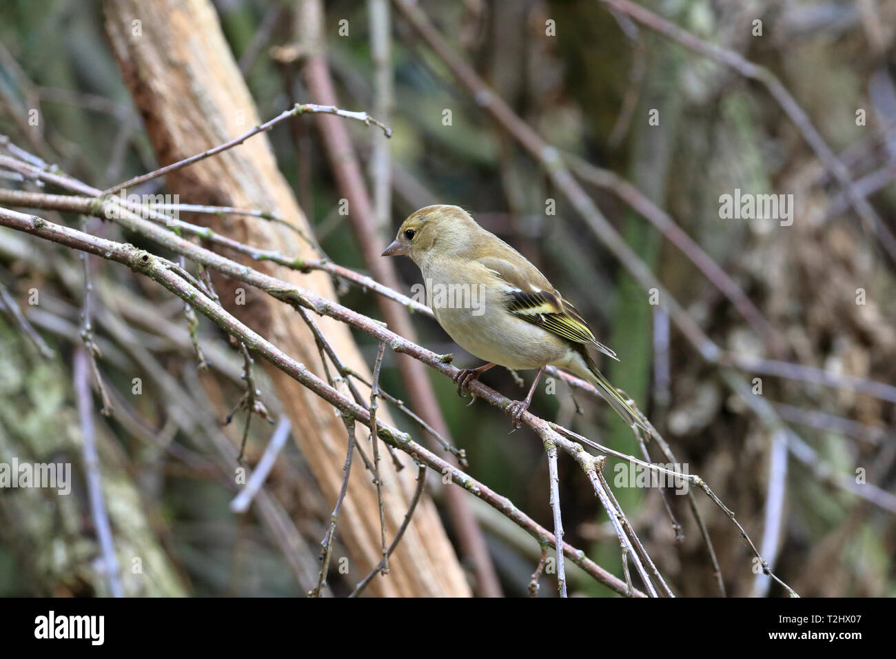 Femelle adulte, Fringilla coelebs Chaffinch perché dans une haie, England, UK. Banque D'Images